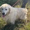 Katzenverträglicher Thor sucht Familie