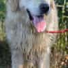 Katzenverträglicher Thor sucht Familie