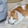 Freundlicher, junger Kater Mäx