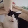 Oreo  Der verschmuste Kater