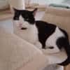 Oreo  Der verschmuste Kater