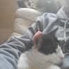 Oreo  Der verschmuste Kater