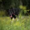 Koda