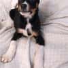 Kleiner, tapferer Filou sucht ...