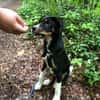 Kleiner, tapferer Filou sucht ...