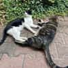 Steve & Poncio - Pärchen sucht Zuhause