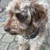 Honey in 86529 Schrobenhausen