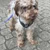 Honey in 86529 Schrobenhausen