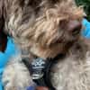 Honey in 86529 Schrobenhausen