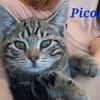 Picon