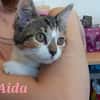 Aida