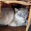 Mortimer