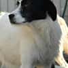 THELMA