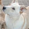 VASCO