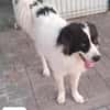 BOSCO