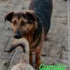 CAMILIO
