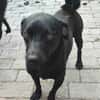 ROMEO