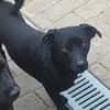 ROMEO