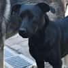 ROMEO
