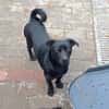 ROMEO