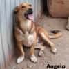 ANGELO