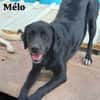 MELO