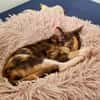 Maddy, femelle croisée européen, née le 05/06/2025 🐱