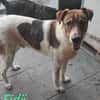 FIDJI