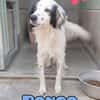 PONGO maschietto