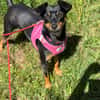 Lola