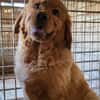 FELIXChow-Chow-Mix in 53940 Hellenthal