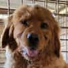 FELIXChow-Chow-Mix in 53940 Hellenthal