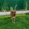Maja sucht dringend ein neues Zuhause