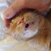 Kater Mikosch sucht sehnsüchtig nach Dir
