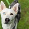 Hundedame FREYA wurde ausgesetzt