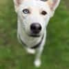Hundedame FREYA wurde ausgesetzt