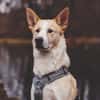 Toto sucht erfahrene Hundehalter
