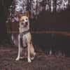 Toto sucht erfahrene Hundehalter