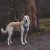 Toto sucht erfahrene Hundehalter