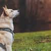 Toto sucht erfahrene Hundehalter