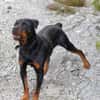 Elrik-Wo sind die Rotti-Fans?
