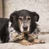 Cosimo sucht dringend einen neuen Platz!