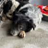 Cosimo sucht dringend einen neuen Platz!