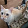 Bigne sucht liebevolles Zuhause