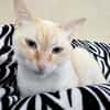 Bigne sucht liebevolles Zuhause
