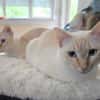 Bigne sucht liebevolles Zuhause