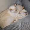 Bigne sucht liebevolles Zuhause