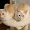 Bigne sucht liebevolles Zuhause
