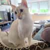 Menschenbezogene Bianca sucht Zuhause