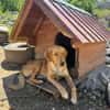 Frenki, sanfter Riese sucht Liebe